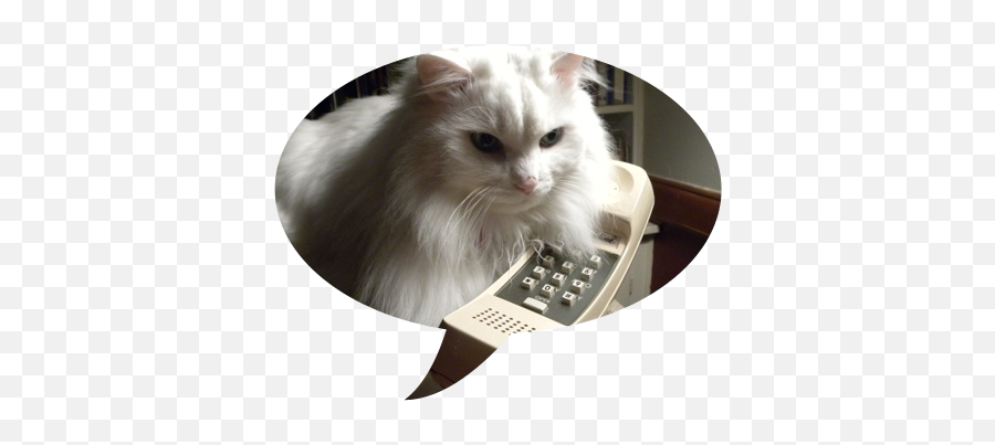 Cat Behavior - Office Equipment Emoji,Signs Of A Cat Emotions