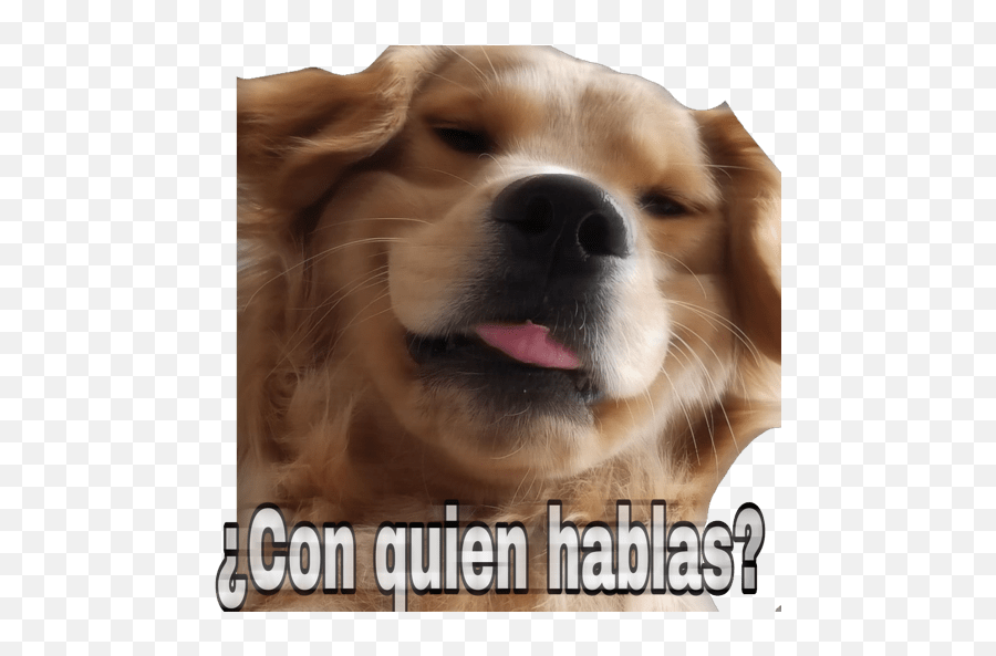 Pau0027 Hacer Drama A Tu Novix - Sticker Para Hacerle Drama A Tu Novix Emoji,Cavalier King Charles Spaniel Sticker Emoji