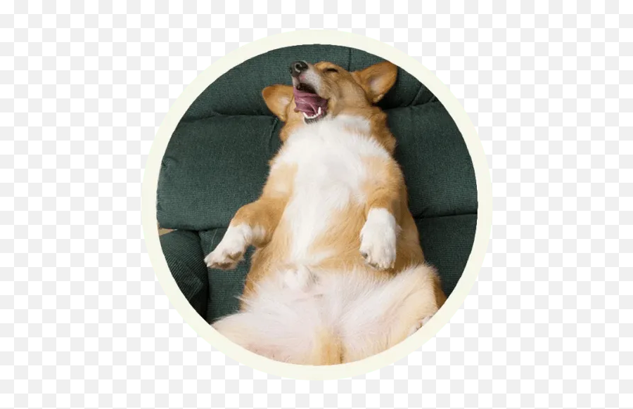 Stickers Set For Telegram - Dog Supply Emoji,Pembroke Welsh Corgi Emojis