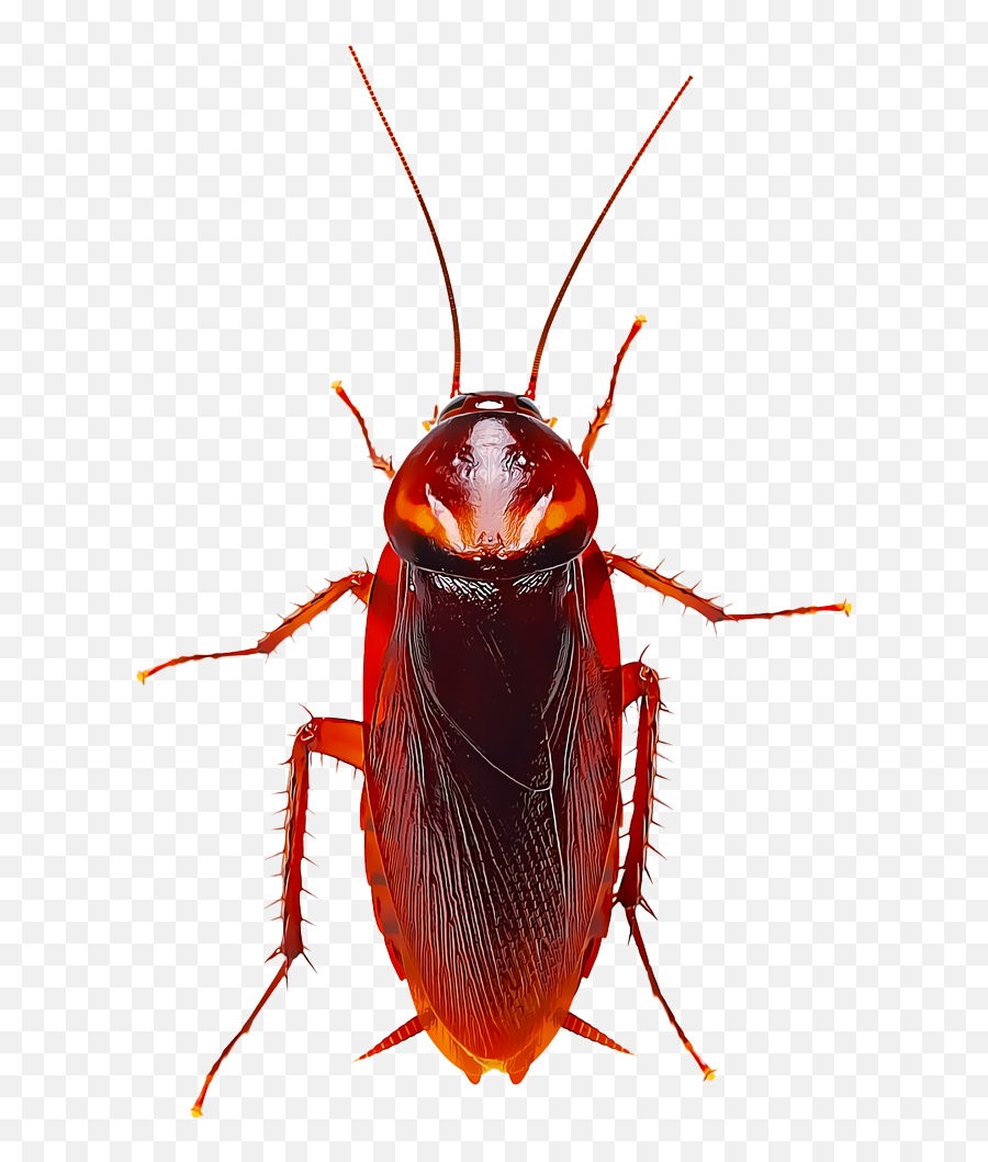 Identify And Control Cockroaches - Animated Cockroach Transparent Background Emoji,Facebook Cockroach Emoticon