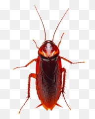 Identify And Control Cockroaches - Animated Cockroach Transparent Background Emoji,Facebook Cockroach Emoticon