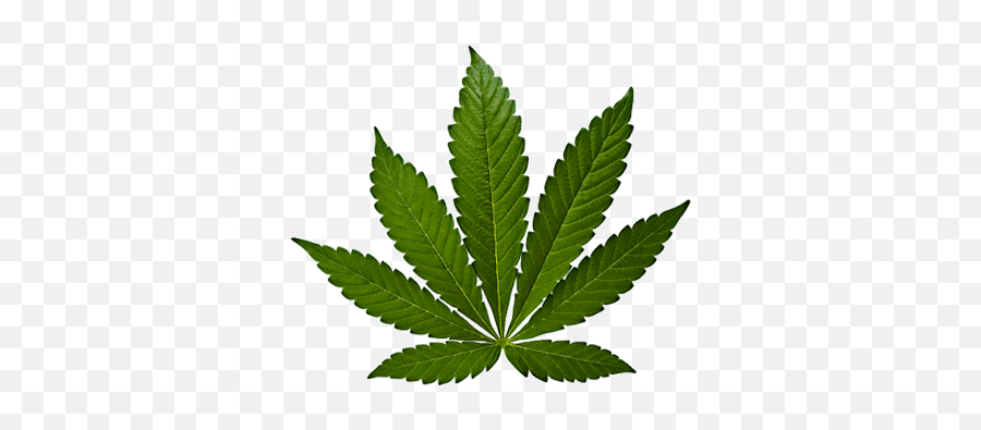Weed Leaf Png Gif - Marijuana Leaf White Background Emoji,Pot Leaf Emoji