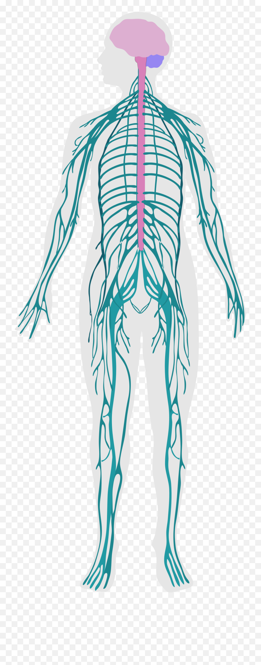 The National Academies Press Using Human Neural Organoids Emoji,Site:.edu Fascia Holds Emotion