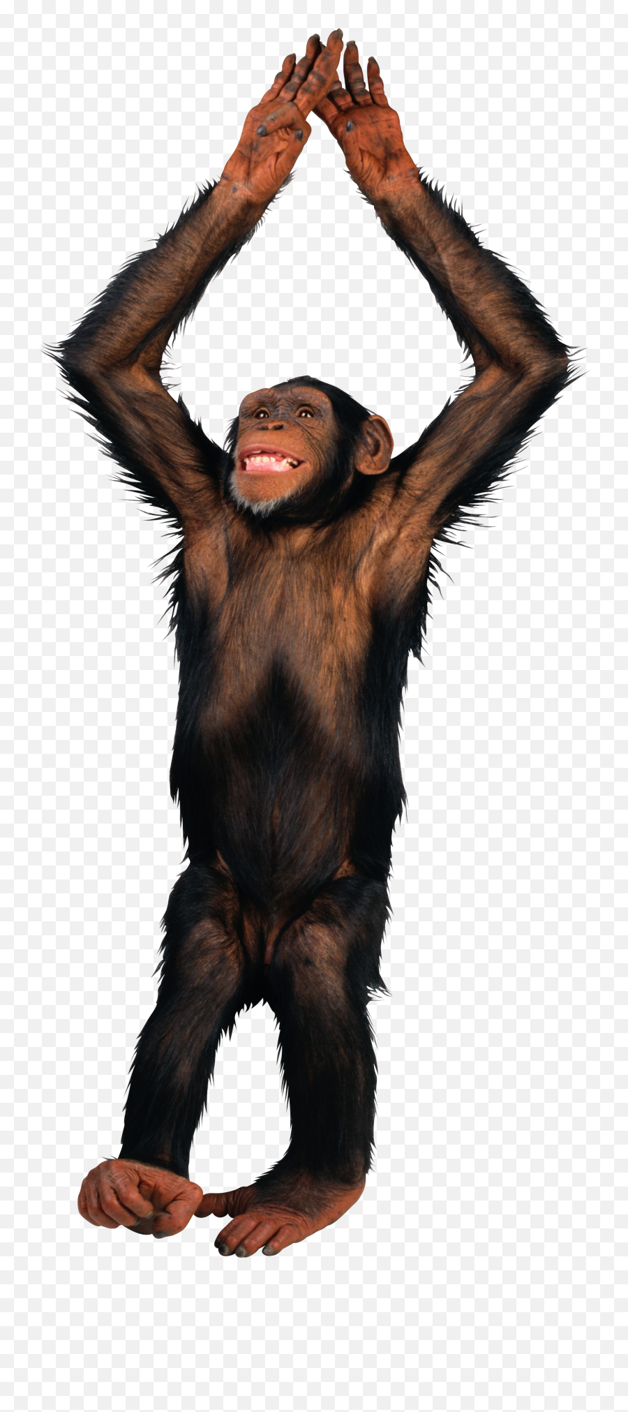 Singes - Transparent Picture Of A Monkey Clipart Full Size Monkey Png Emoji,Monkey Emoji Costume