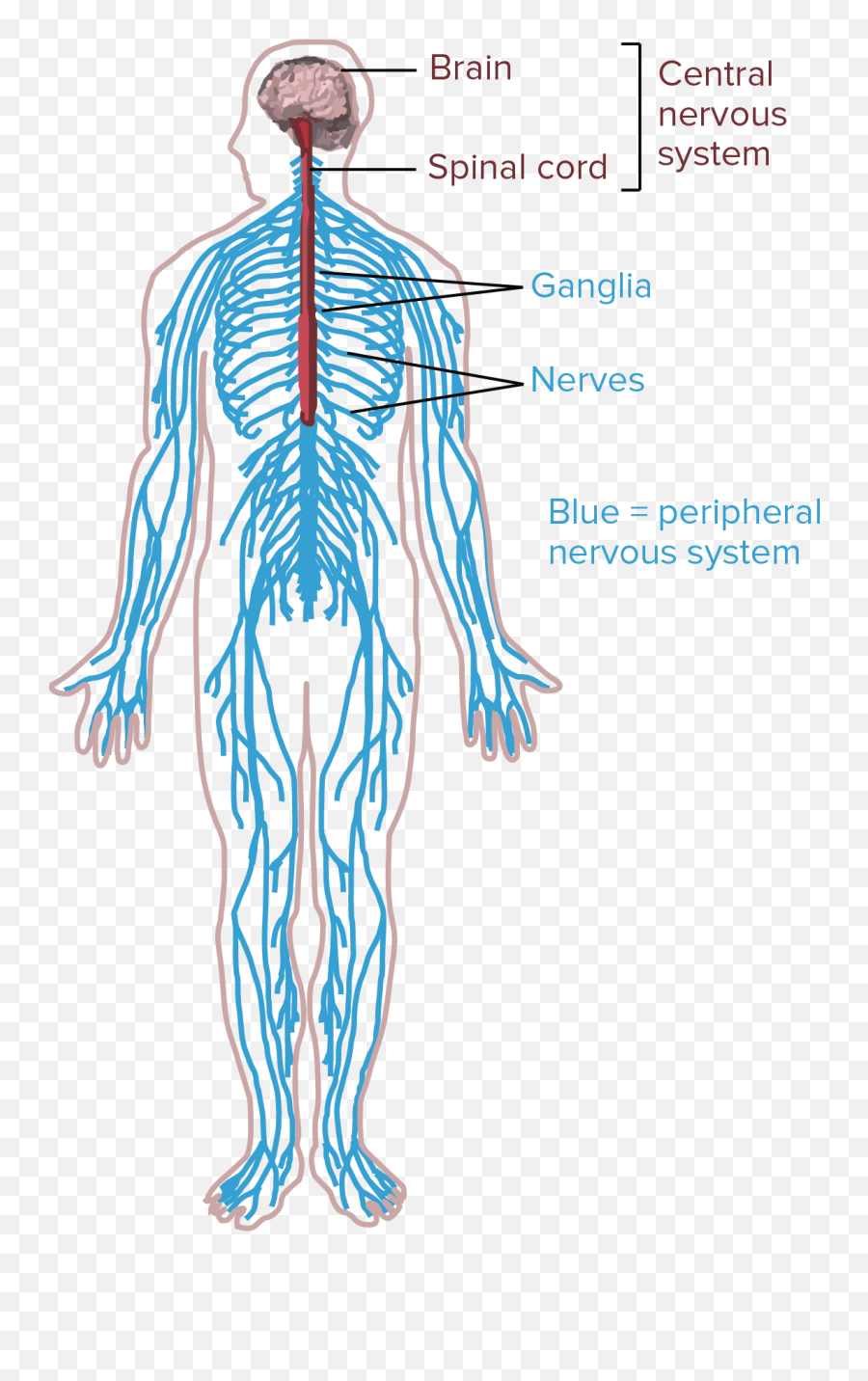 Nervous Systems - Nervous System Human Organ System Emoji,Emotions Influecne Autonomic Resctions Primarlt Fhrough Thevintsgration In The