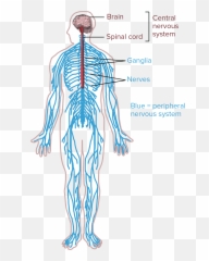 Nervous Systems - Nervous System Human Organ System Emoji,Emotions Influecne Autonomic Resctions Primarlt Fhrough Thevintsgration In The