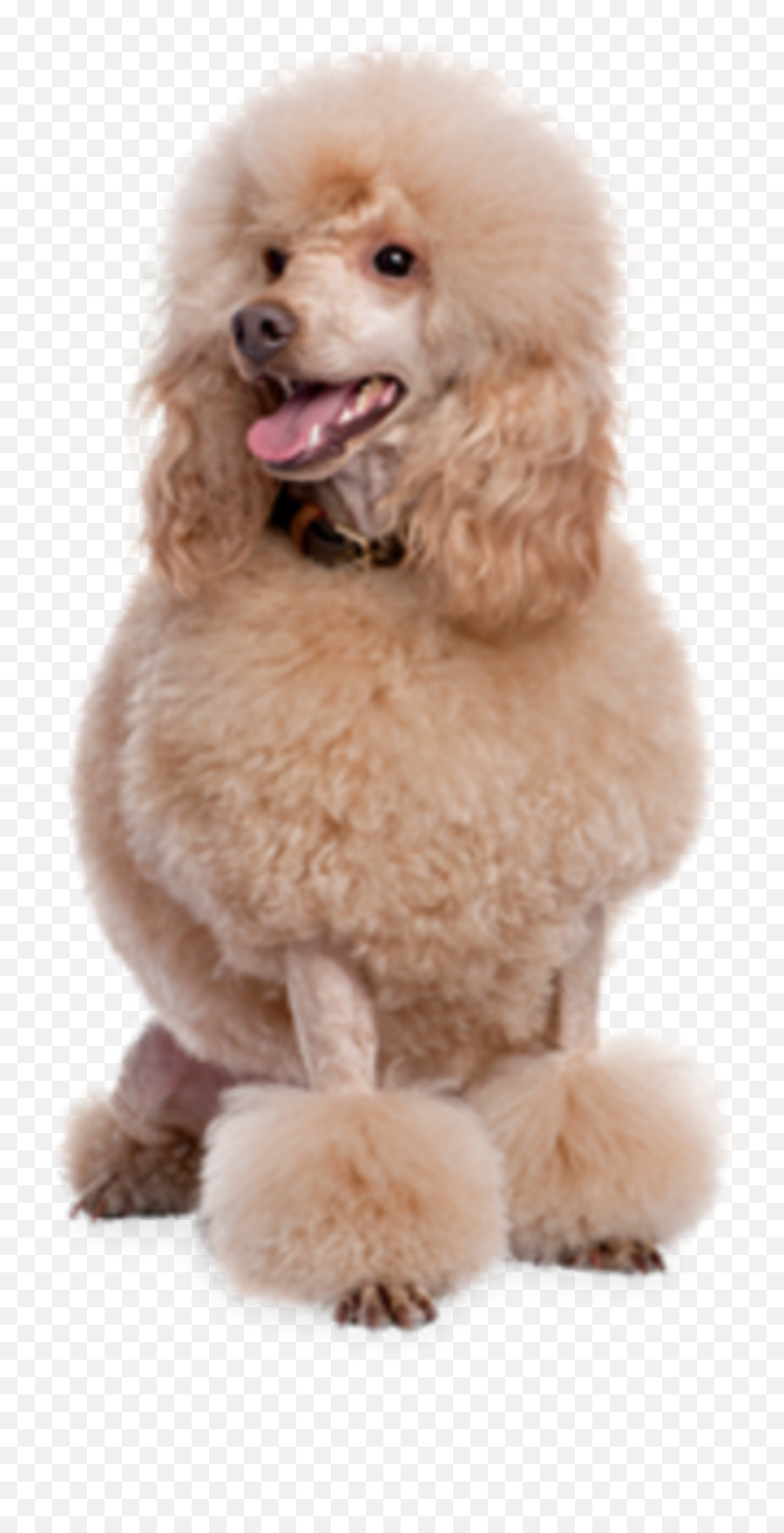 Discover Trending - Poodle Emoji,Poodle Emoji