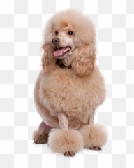 Discover Trending - Poodle Emoji,Poodle Emoji
