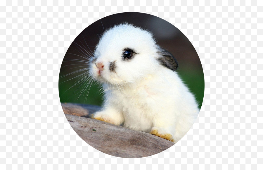 El Lenguaje De Los Conejos - Fluffy Cute Bunnies Emoji,Emoticon Saca Lengua Y Ando Besito