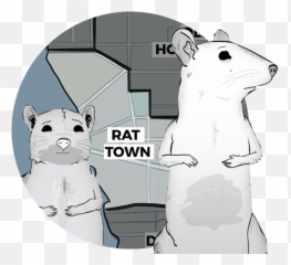 Get A Post - Human Look At The World Of U0027animalsu0027 Rat Emoji,Love Emotion Human Animals