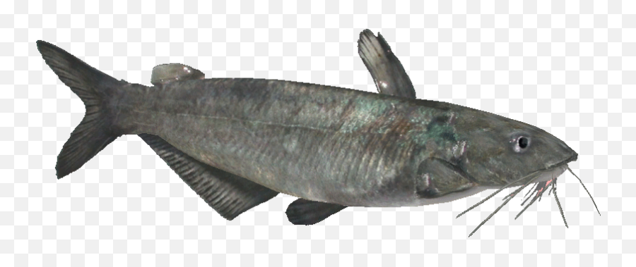 Download Hd Bluecatfish - Oily Fish Transparent Png Image Catfish Emoji,Cat Fish Emoji