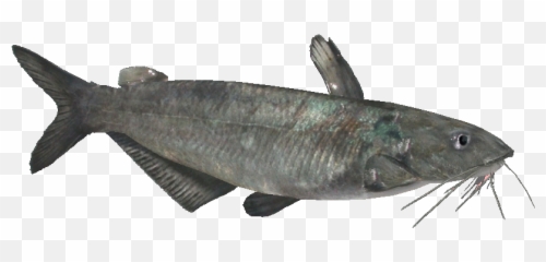 Download Hd Bluecatfish - Oily Fish Transparent Png Image Catfish Emoji,Cat Fish Emoji