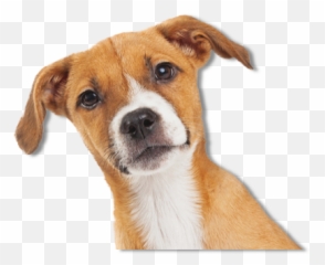 North Shore Animal League Emoji,The Far Side Dog Emotions
