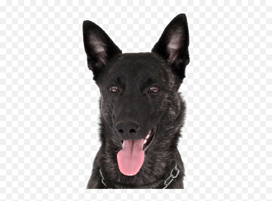 Dutch Shepherd Puppies For Sale - Adoptapetcom Martingale Emoji,German Sheppherd Emotions Based On Ears