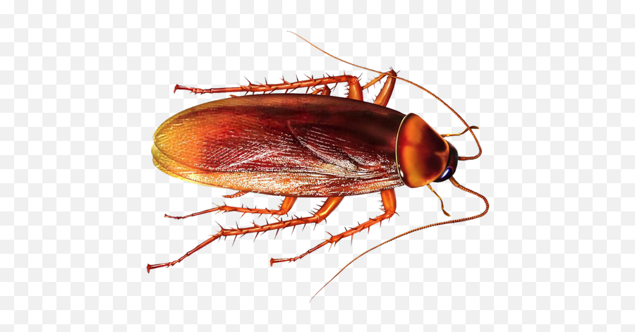 Cockroach Pest Control Services In - Cockroach Images Png Emoji,Facebook Cockroach Emoticon
