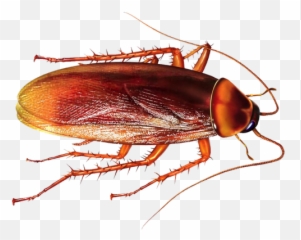 Cockroach Pest Control Services In - Cockroach Images Png Emoji,Facebook Cockroach Emoticon