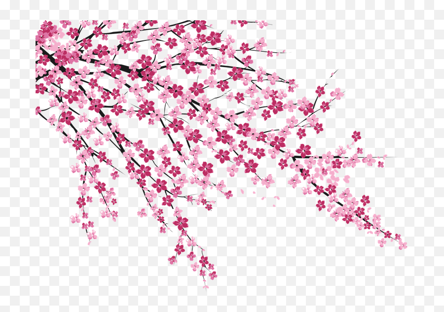 Download No Blossom Cherry Hanabiratachi Wall Sakura Emoji,Wall Eyed Japanese Emoticon