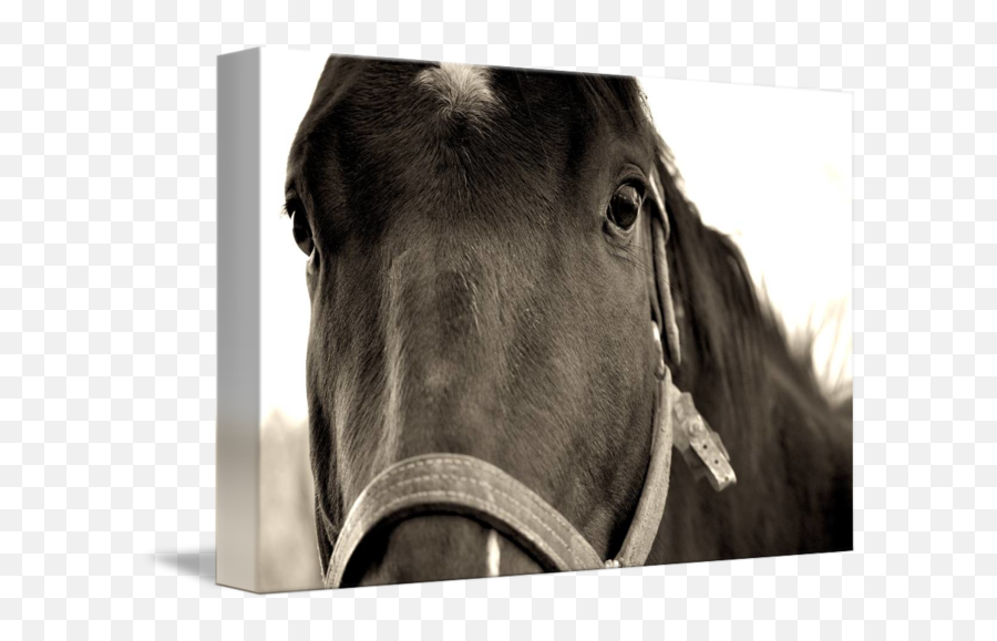 Race Horse Closeup By Emoji,Facebook Racehorse Emoticon