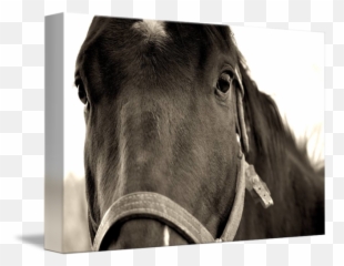 Race Horse Closeup By Emoji,Facebook Racehorse Emoticon