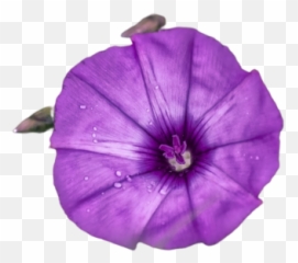 Petunia Png Images Download Petunia Png Transparent Image Emoji,Violet Emoji Flower