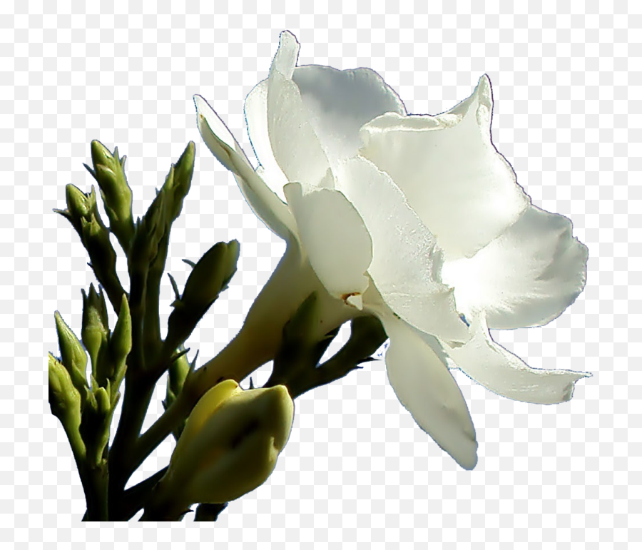 Related Wallpapers - Oleander Flower Png Clipart Full Size White Oleander Png Emoji,Emoji Wallpaper Border