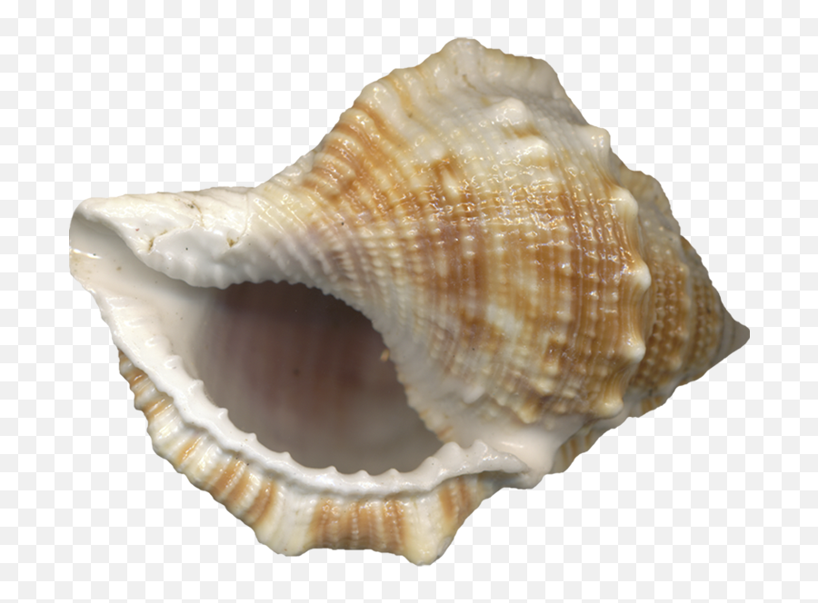 Sea Shell Psd Official Psds - Deniz Kabuu Deniz Sesi Emoji,Conch Shell Emoji
