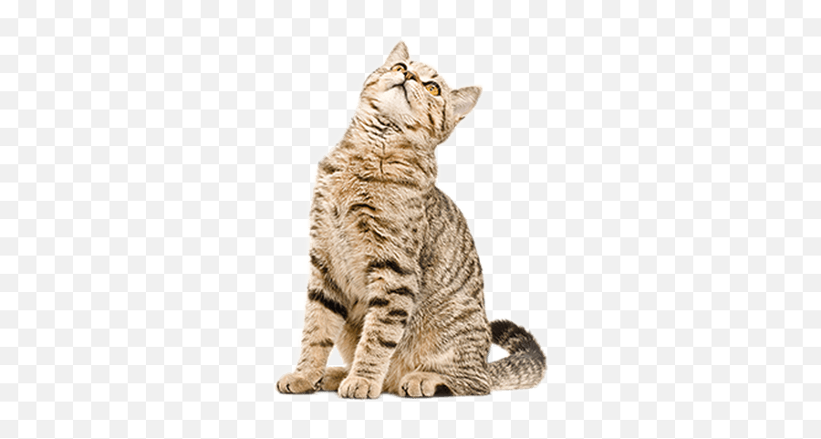Cat Looking Up Png Hd Transparent - Cat Looking Up Png Emoji,Photoshop Cat With Emoji For Feet