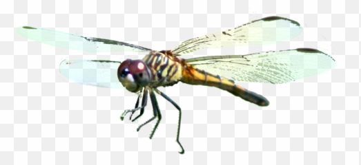 Healing With Spirits - Transparent Png Pterygota Emoji,Images Of Clogged Emotions