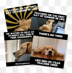 Create Beautiful Teaching Resources - Dog Supply Emoji,What Emojis Are Teachers Pet