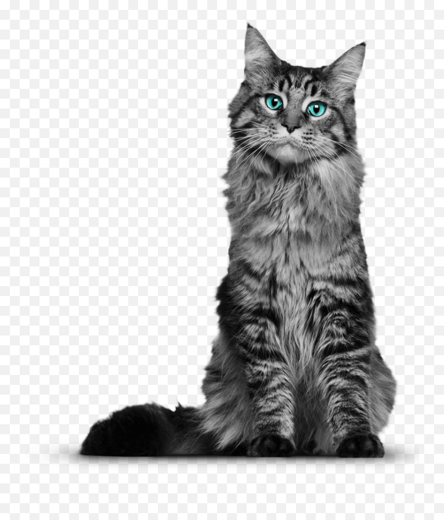 Cat Transparent Background Page 5 - Line17qqcom Short Haired Maine Coon Emoji,Nyan Cat Emoji