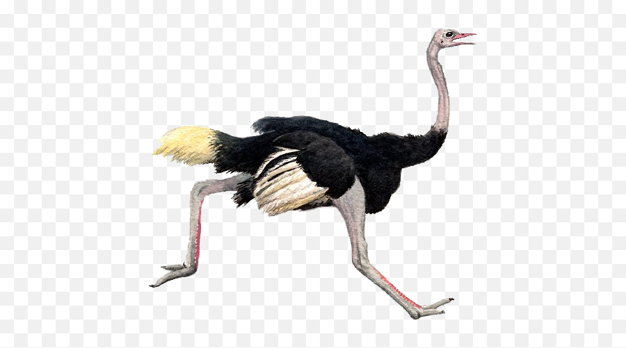 Discover Trending - Ostrich Transparent Background Emoji,Ostrich Emoji