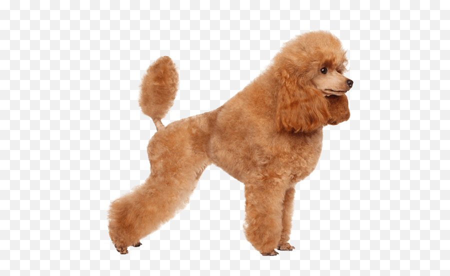 Poodle Dog Breed Facts And Information - Wag Dog Walking Emoji,Hungarian Dogs That Look Like Golden Retrievers But Are In Tune To Emotions