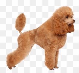 Poodle Dog Breed Facts And Information - Wag Dog Walking Emoji,Hungarian Dogs That Look Like Golden Retrievers But Are In Tune To Emotions