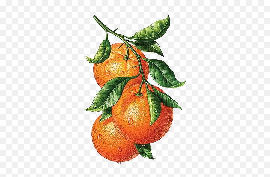 Some Vs Any - Baamboozle Watercolor Orange Fruit Transparent Emoji,Tangerine Emoji