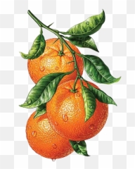Some Vs Any - Baamboozle Watercolor Orange Fruit Transparent Emoji,Tangerine Emoji