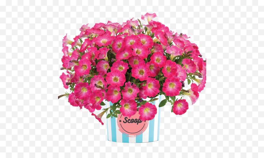 Scoop Watermelon - Lovely Emoji,Salvia Sallyfun Blue Emotion