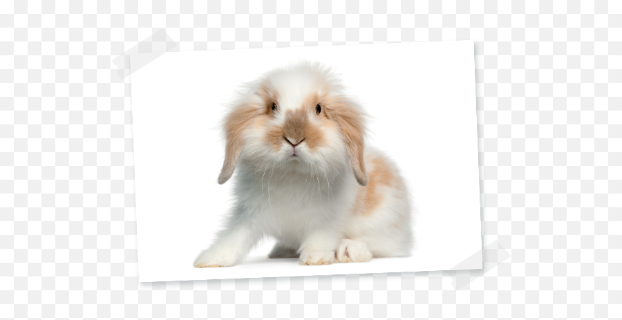 Angora Rabbit - Lapin Belier Tete De Lion Emoji,Milky Emotions Pets