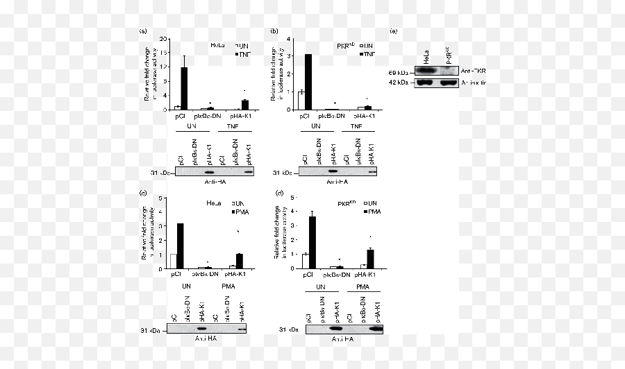 Vaccinia Virus K1 Ankyrin Repeat Protein Inhibits Nf - B Dot Emoji,Emoticon Urlo Di Munch