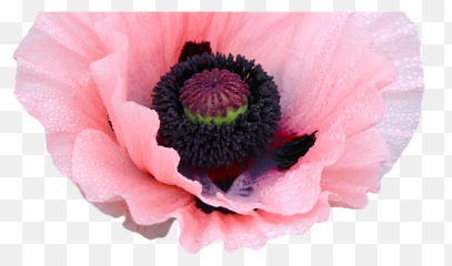 New Years On Tumblr - Png Flower Transparent Background Anemone Emoji,Miitomo Change Emotion Answer