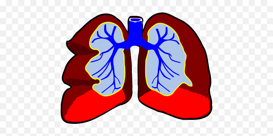 Breath Public Domain Image Search - Freeimg Respiratory And Circulatory System Clip Art Emoji,Holding My Breath Emoticon