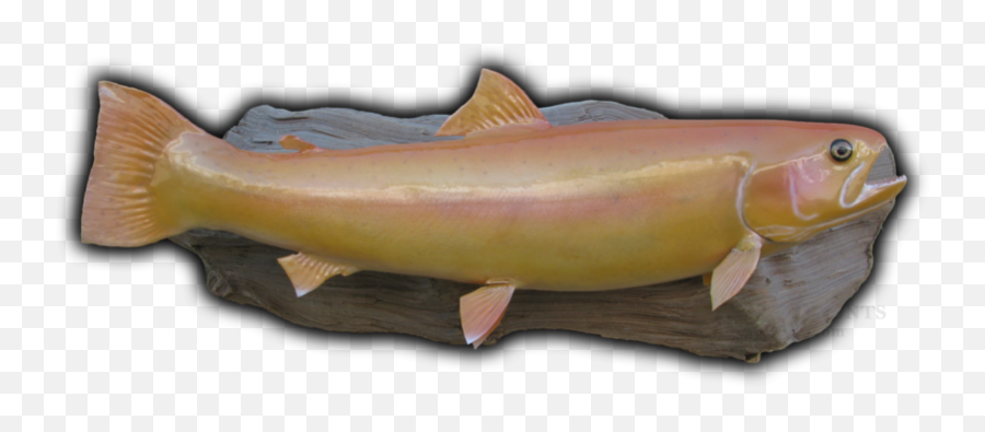 Palomino Trout Fish Mounts U0026 Replicas By Coast - Tocoast Fish Pacific Salmons And Trouts Emoji,Fish Emotions