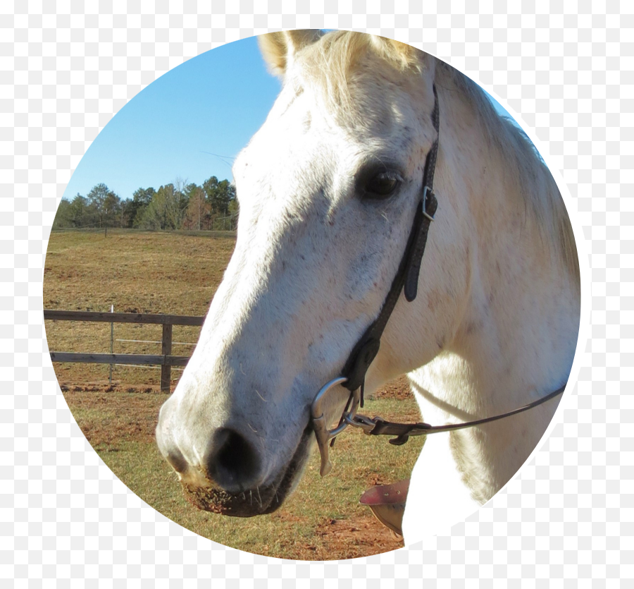 Reins Of Life Emoji,Apple Emotion Support Horse