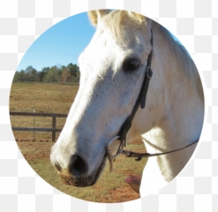 Reins Of Life Emoji,Apple Emotion Support Horse