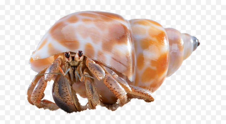 Hermit Crab Sticker - Hermit Crab Emoji,Hermit Crab Emoji