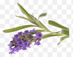 Hovey Life Oils - Skullcap Emoji,Emotions And Essential Oils 2018