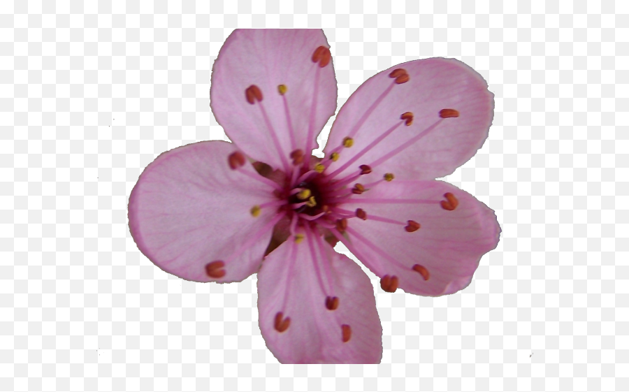 Cherry Blossom Clipart Svg - Single Cherry Blossom Flower Single Cherry Blossom Flower Emoji,Cherry Blossom Emoji