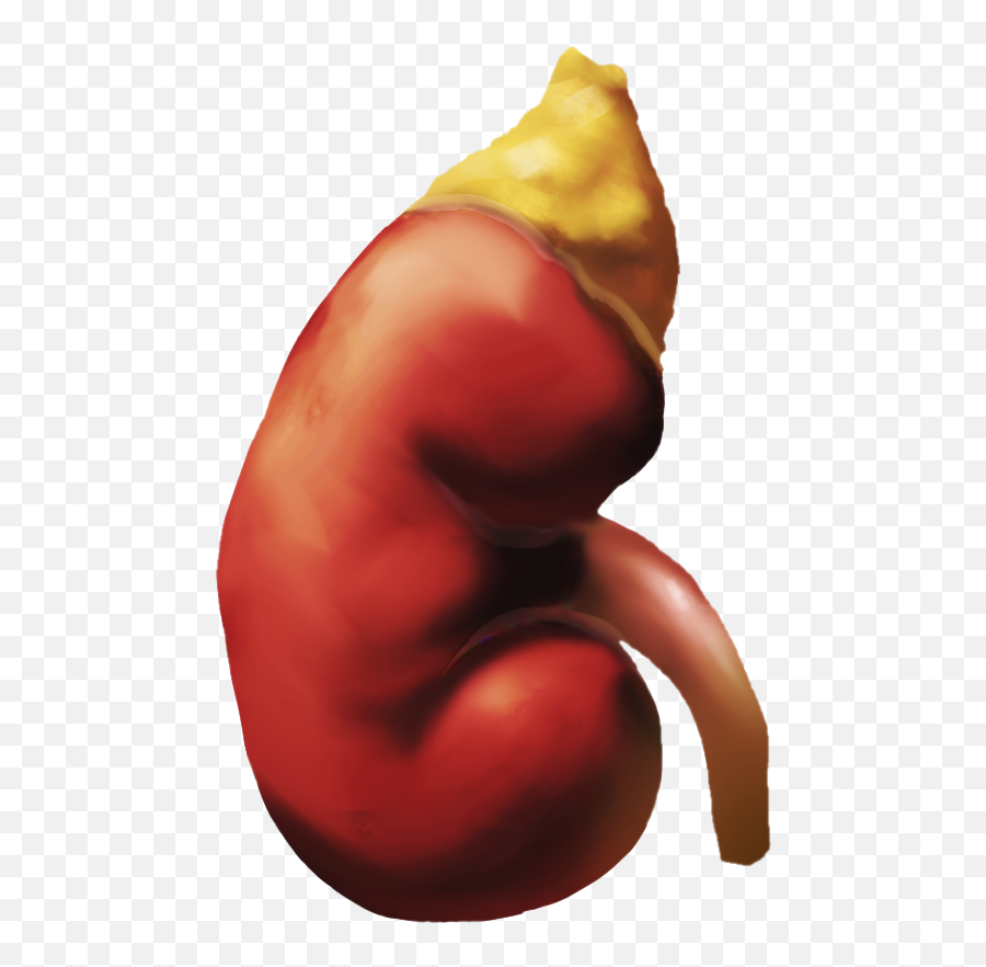 Proposal For Body - Language Emoji,Kidney Emoji