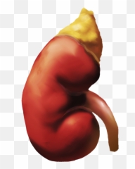 Kidney Clipart Smiley Kidney Smiley - Smiley Feuerwehr Emoji,Kidney ...