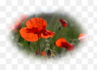 Messages Hier Pour Aujourhui - Common Poppy Emoji,Emoticon Smiley Yeux Qui Saignent
