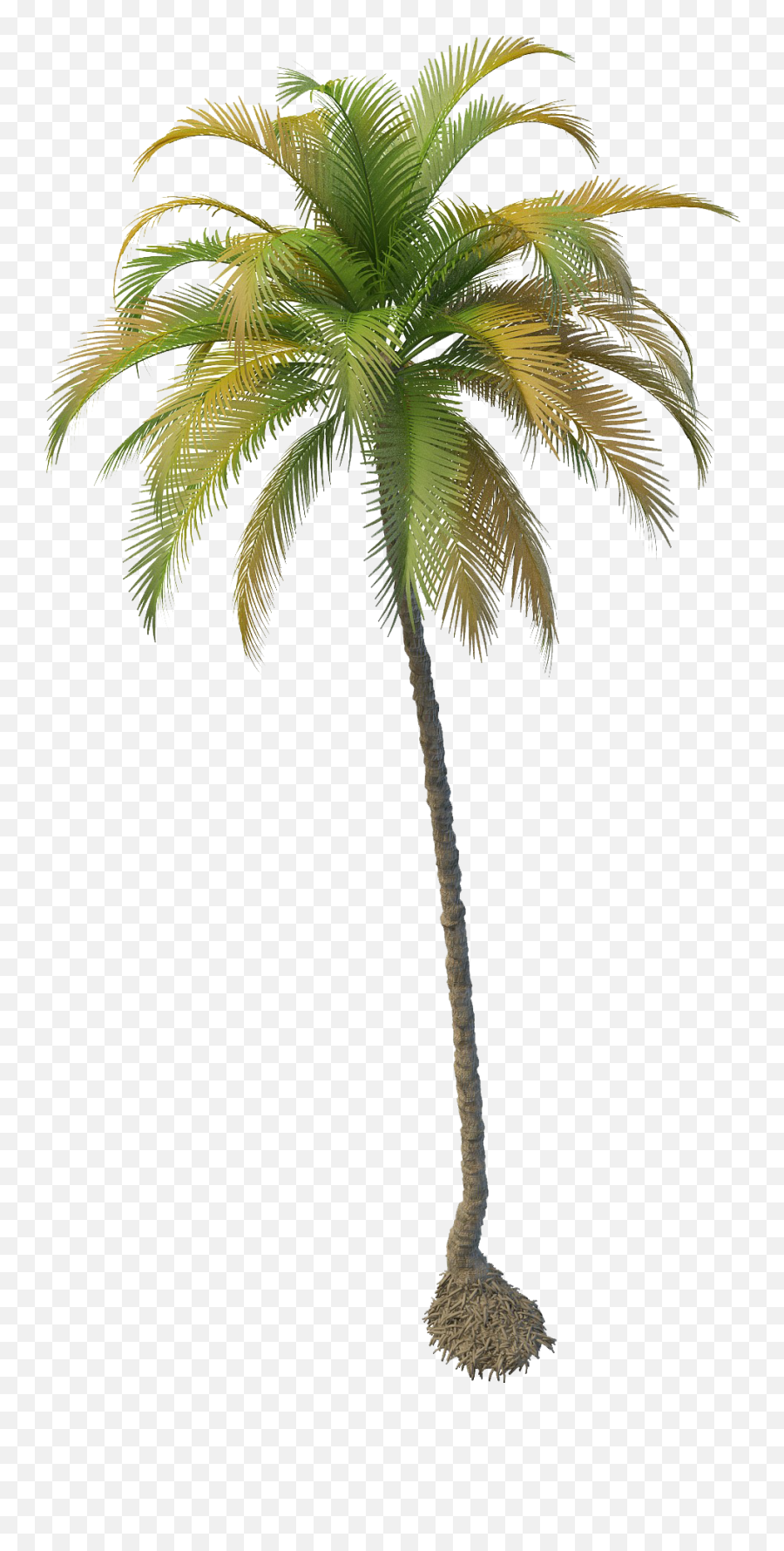 Download Fruit Water Splash Clipart Palm Tree - Coconut Tree Coconut Tree Palm Png Emoji,Splash Emoji